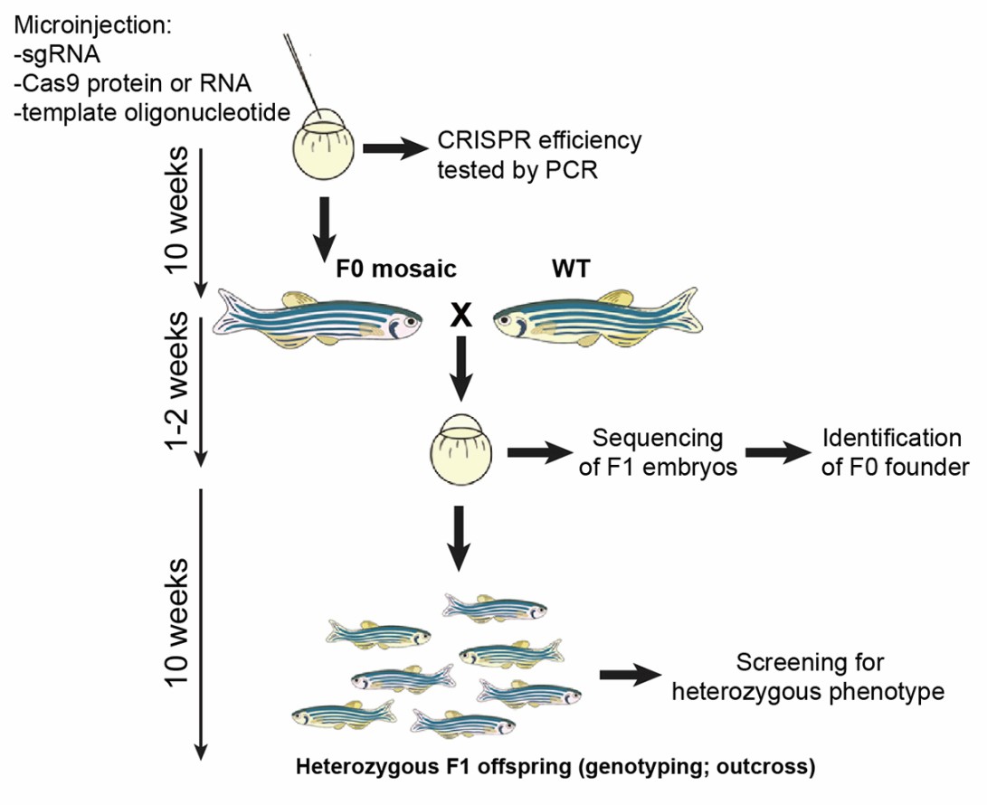 Generation of point mutation lines in zebrafish.